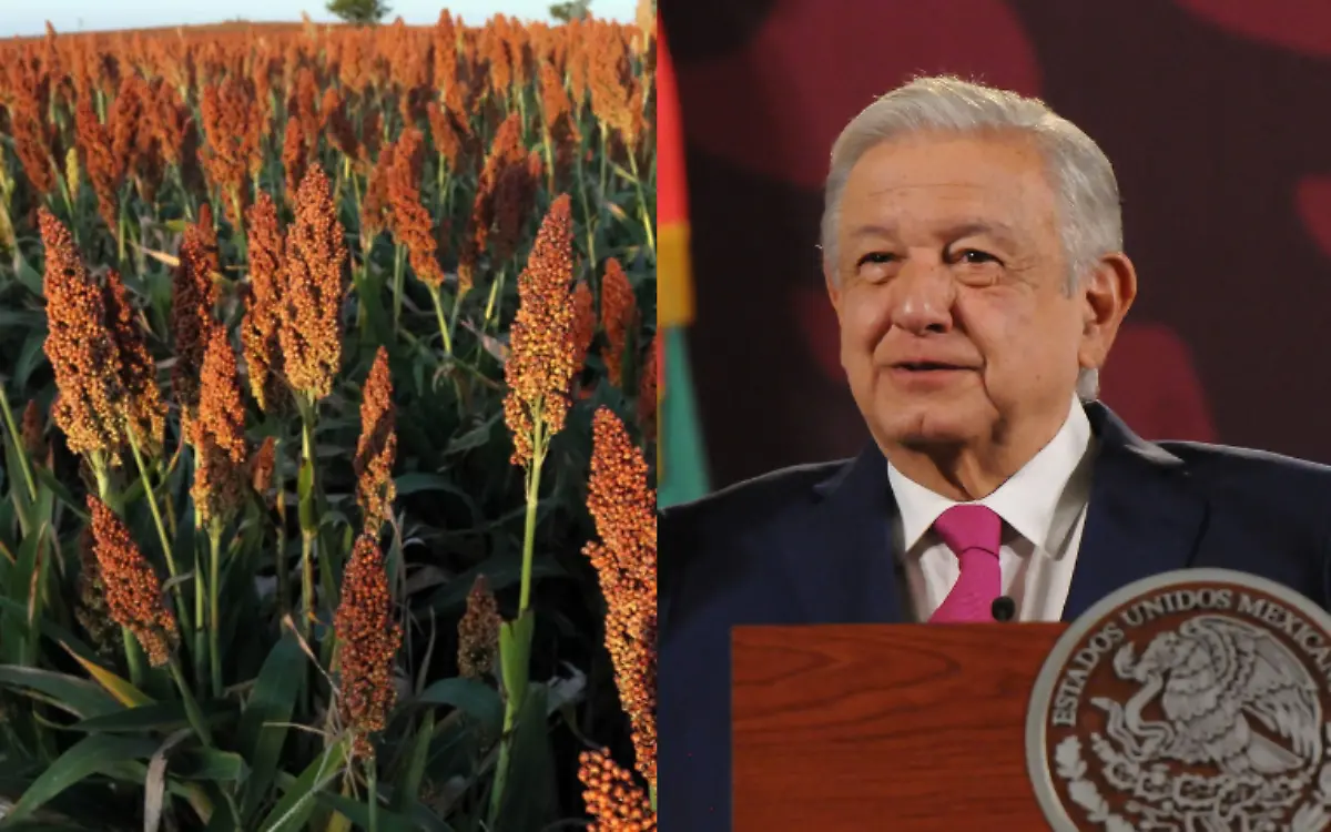 Productores de sorgo en Tamaulipas exigen soluciones urgentes a AMLO